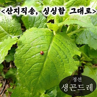 [산지직송] 강원도 정선 생 곤드레 나물 4kg 수확 발송 고랭지 노지재배 제철 봄나물, 1개