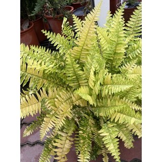 霏霏園藝 班葉腎蕨吊花 8吋盆栽 特價優惠 居家綠植, 1個