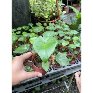 小天使蔓綠絨3吋盆栽，室內綠植盆栽，淨化空氣，特價50元, 1個