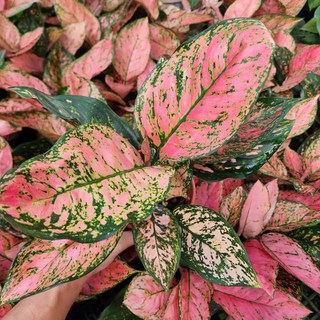 P老闆園藝 吉祥粗肋草 5吋盆栽 - 室內植物, 1個, 粉色