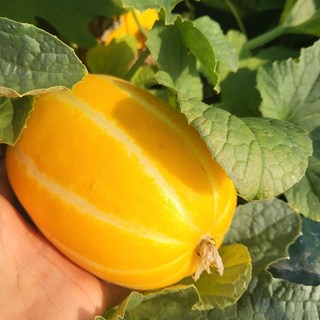 해밀블루 참외 성주산지직송 고당도 꿀참외 가정용 흠과, 1박스, 3kg 혼합