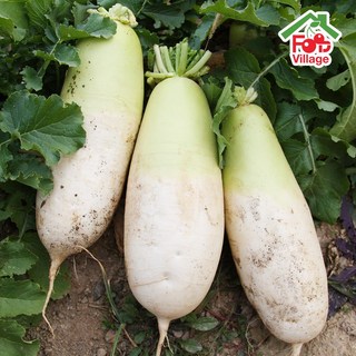 [푸드빌리지] 아삭아삭 시원한 제주 세척 월동무 햇무 무우 7Kg, 1개, 제주 세척 월동무 3kg (상)