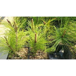 황금소나무 접목 1년생 뿌리묘