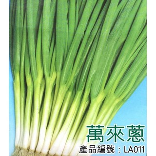 醬米資材 DIY種子栽種 成就滿滿 萬來蔥 居家園藝 陽台盆栽, 1個