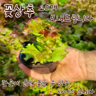 [아트플라워] 꽃 상추 모종 행사(스무개보내드립니다) 텃밭 모종, 20개