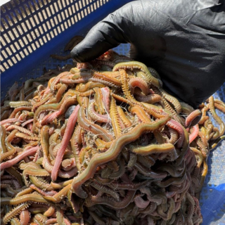 정우크릴 청갯지렁이 250g, 1개