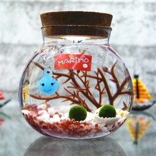 海藻球水培植物微景觀生態瓶苔蘚盆栽玻璃瓶 (包郵), 女寶款帶燈（紅白 2歲2顆）, 1個