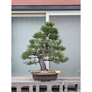 霏霏園藝 老樹日本黑松實生苗, 1個