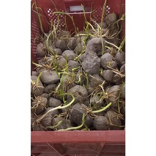 미소농원 6시 내고향 출연 열매마 하늘마 종자 1kg, 1개