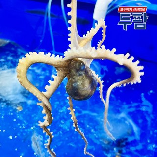 매일 입고되는 살아있는 산낙지, 5개, 소낙지 90g 이하