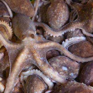 고흥 산낙지 활낙지(중사이즈) 3미