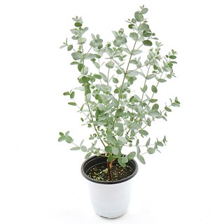 갑조네 유칼립투스 중품 허브 유칼립투스화분 모기퇴치식물, 1개