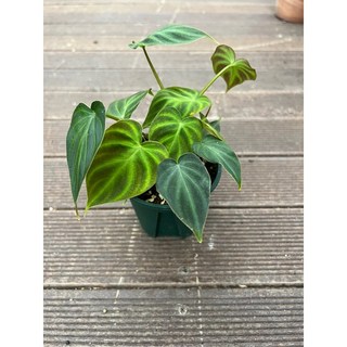 필로덴드론 베루코섬 멋스러운 벨벳잎 비바리움 플렌테리어 공기정화 인테리어식물 스마일화훼유통, 1개, .
