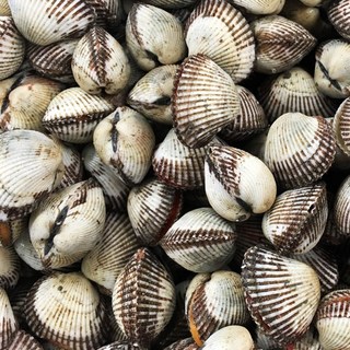 산지직송 당일채취 제철 여수 여자만 새꼬막, 1개, 새꼬막(특대) 1kg(70-75미)