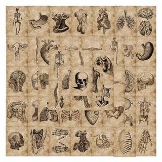 臺灣出貨 112張人體解剖學貼紙 醫學貼紙 復古牛皮風 人體構造學 醫學必備小貼畫, 1個, 56張人體骨架貼紙【超值推薦】