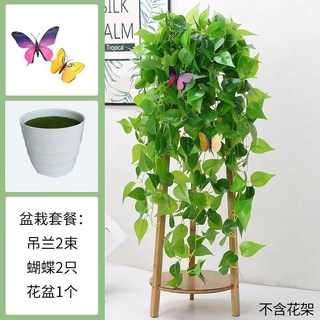 【Sunday】仿真綠蘿壁掛 客廳綠植裝飾 垂吊塑膠假花藤條 室內植物綠葉藤蔓吊蘭盆栽 黃金葛過膠壁掛, 盆栽素色綠蘿+蝴蝶2只, 1個
