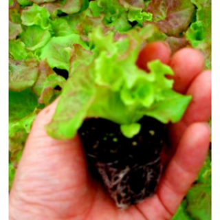 [아트플라워] 상추 모종 (모종 10개 보내드립니다)