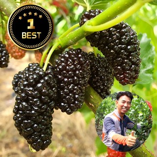 산지직송 햇 과상2호 오디 급냉 뽕나무 열매 고당도 국내산 특산품, 1개, 1kg (특품)