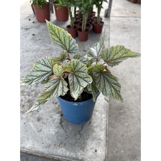 霏霏園藝 海棠5吋盆栽 花色鮮豔易於照料 點綴您的居家空間, 1個