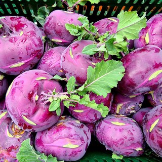 농장직송 청정제주 최상급 고당도 콜라비, 콜라비 로얄과 3kg (특품), 1개