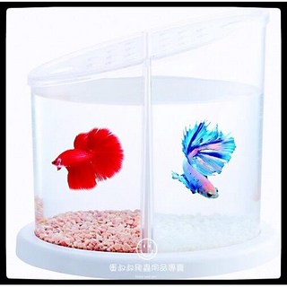 蛋叔叔 日式斜口雙邊鬥魚缸 - 壓克力風水招財小型魚缸, 1個, 斜口雙邊鬥魚缸-1入