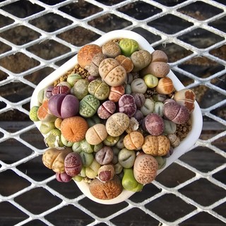 [한선원] 리톱스 올드믹스 곱배기 1년생 모듬 1포트 아프리카 다육식물 다육 다육이 다육이키우기, 1개, 올드믹스곱배기