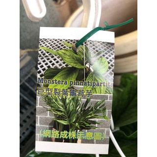 花花世界 巨型裂葉龜背芋 6吋吊盆/高15-30cm