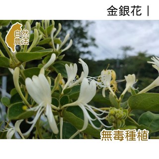 薇拉香草工坊 金銀花純露 花水 清新花香 無毒種植, 1件, 500ml