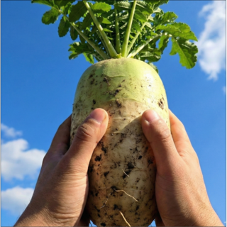 [해풍달큰] 제주해풍맞은 최대8rix 무우 월동무, 1박스, 3kg