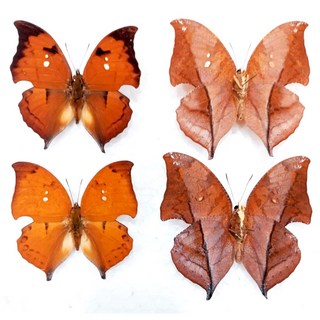 蟲新發現 蝴蝶標本A1 食痕枯葉蝶 產地秘魯 昆蟲收藏 自然科學教育 珍稀蝴蝶, 未展翅乾貨