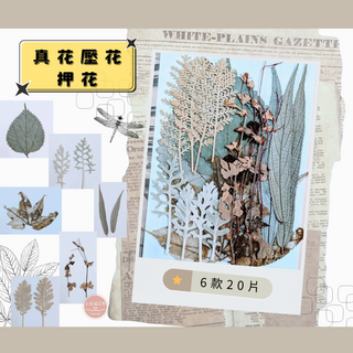 小華貓工坊 真實花材綜合押花素材 DIY乾燥花材 6款20片 自然植物真空包裝, 自然綜合包D