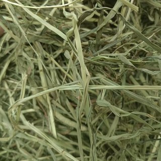 各式乾草-苜蓿、百慕達、提摩西、甜燕麥、燕麥草、甜小麥草，高纖磨牙，全階段飼養，適口性佳, 1個