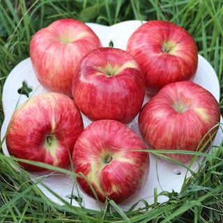 Fresh 새콤달콤 의성햇사과 중대과 2.5kg 8-10과, 1개