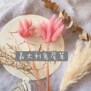萬花。瞳 乾燥花素材-進口不凋兔尾草(幻彩粉紫) 乾燥花束/婚禮佈置/手作素材/攝影道具/新娘捧花/卡片材料