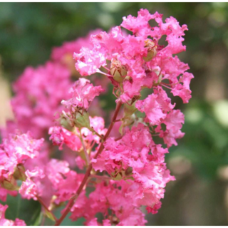 애기배롱 중품[1포트 복남이네야생화 모종 배롱나무 백일홍나무 목백일홍 머틀 myrtle], 1개