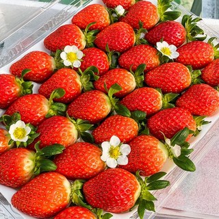 장보남 설향 금실 설화 만년설 하얀딸기 제철딸기, 설향딸기 380g 내외(상)