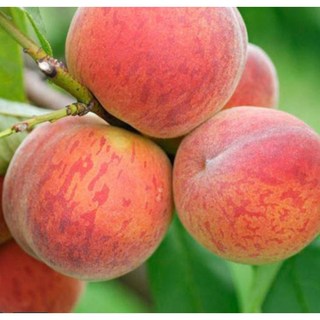 장호원 황도 복숭아 접목1년생 묘목(특묘 1주) 과수원 정원 텃밭 재배용 전원주택 공장 휴게소 정원수 (나무야나무야 원예), 1개, 장호원 황도복숭아 접목1년생 묘목(특묘 1주)