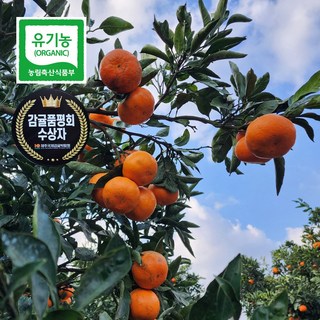 제주 친환경 유기농 산하홍 노지감귤 대과, 1박스, 10kg(대과.73mm이상)