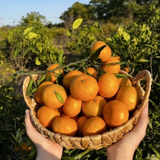 제주많은농원 산지직송 레드향 천혜향 한라봉 제주감귤 황금향 3kg 5kg, 천혜향 / 3kg, 1개