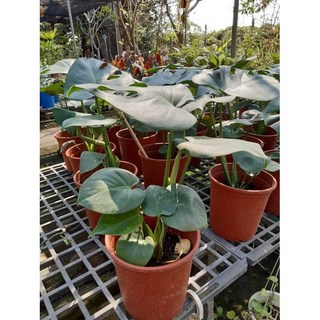 花花世界 觀葉植物 龜背芋 6吋盆 龜甲蘭/電信蘭/龜背竹 葉形特殊, 1個, 6吋盆 高20-30cm