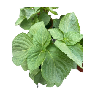 萬花叢 香草植物芝麻葉 5吋盆栽 家庭園藝 陽台盆栽 新鮮香草, 芝麻葉, 1個