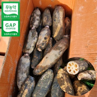 보니또 무농약 연근 흙연근 국산 산지직송 생연근, 흙연근2KG, 1개