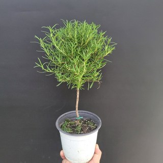 플랜테리어 인기식물 로즈마리 외목대 허브 중품 관엽식물 305075, 1개