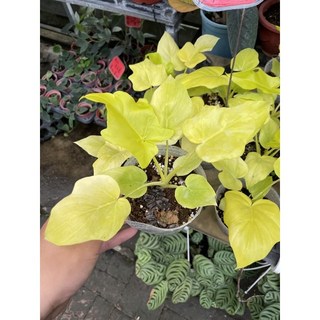 黃金木瓜蔓綠絨4吋盆栽，室內觀葉植物，易於照護，特價優惠中, 1個, 黃色