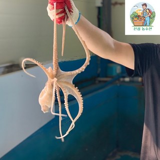 국내산 여수 활 낙지 산낙지 (250g내외 350내외 600g내외) 횟감가능, 1개, 250g내외 (2미)