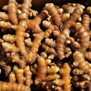 시골팜 생산자직발송 국내산 강황(울금)종자 (특) 심는법 판매자 팁 10kg