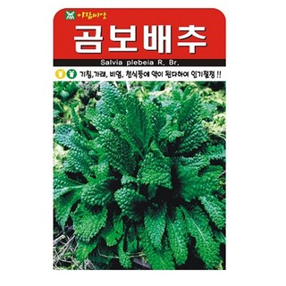 곰보배추 씨앗 배추 씨 종자, 3개