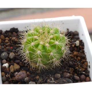 花樣渼栽盆栽生活館 金盛丸 (3吋) 仙人掌 多肉植物 觀葉植物 療癒盆栽, 1個, 植株(裸根)