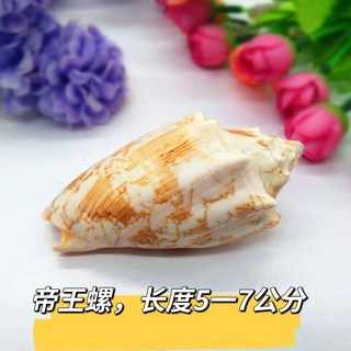 天然赤旋螺 貝殼大海螺殼 魚缸裝飾品 水族箱造景擺件, 精品帝王螺5-7厘米4個, 1個
