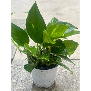 구칠즈 골드마블 스킨답서스 무늬종 실내 공기정화식물 102535, 1개